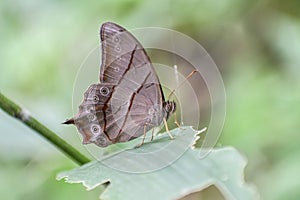 Bamboo ForesterÂ - Lethe kansa Butterfly